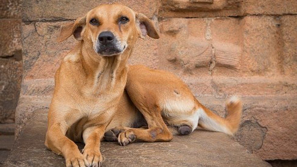 Stray dog viciously assaults a girl and bites off her face in Gujarat's Surat