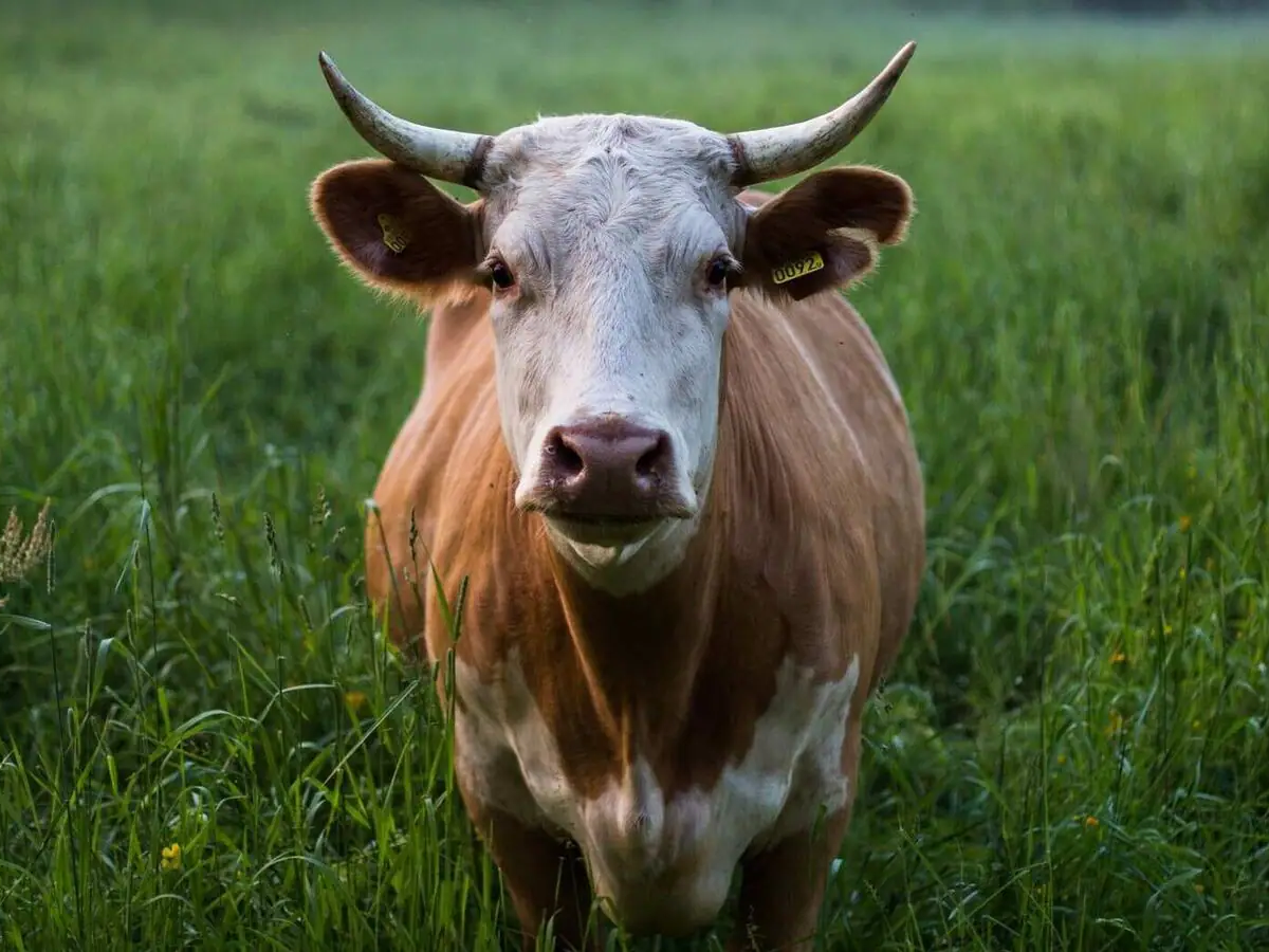 Cow