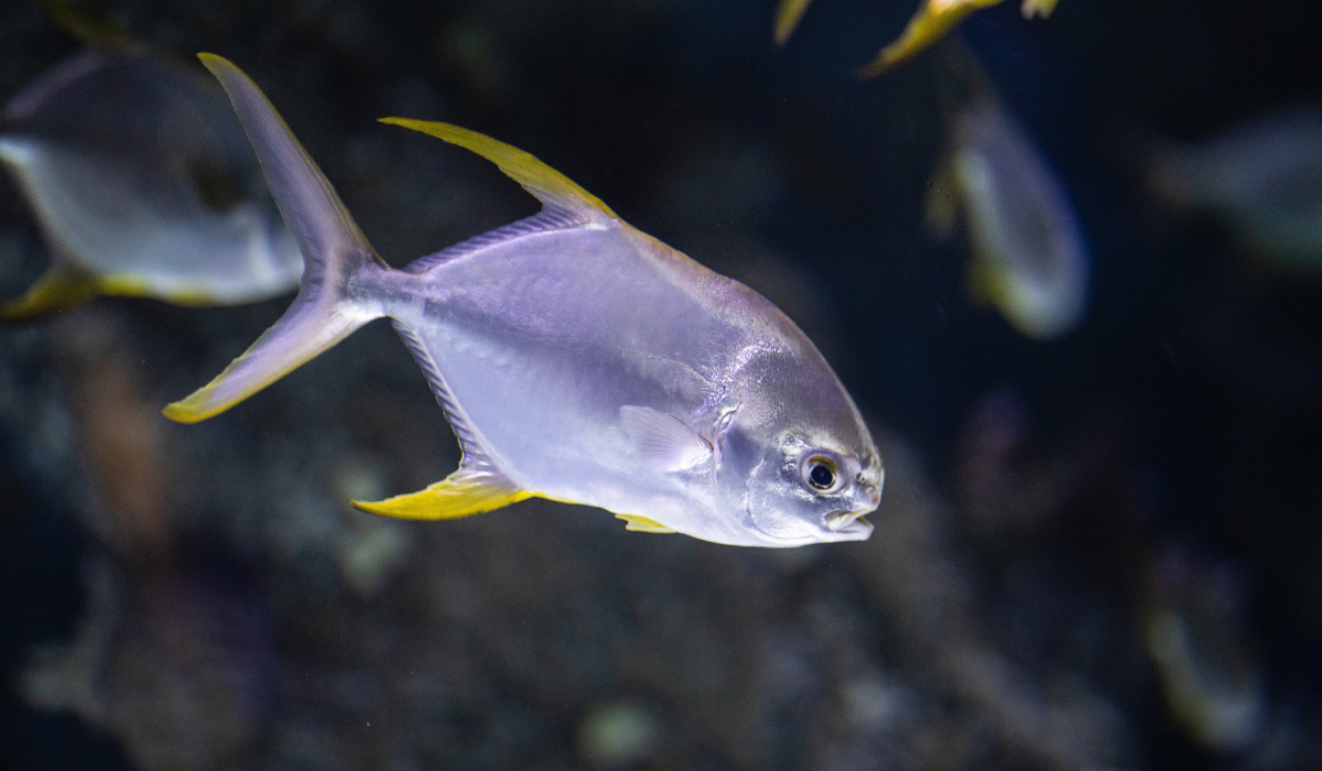 Silver pomfret