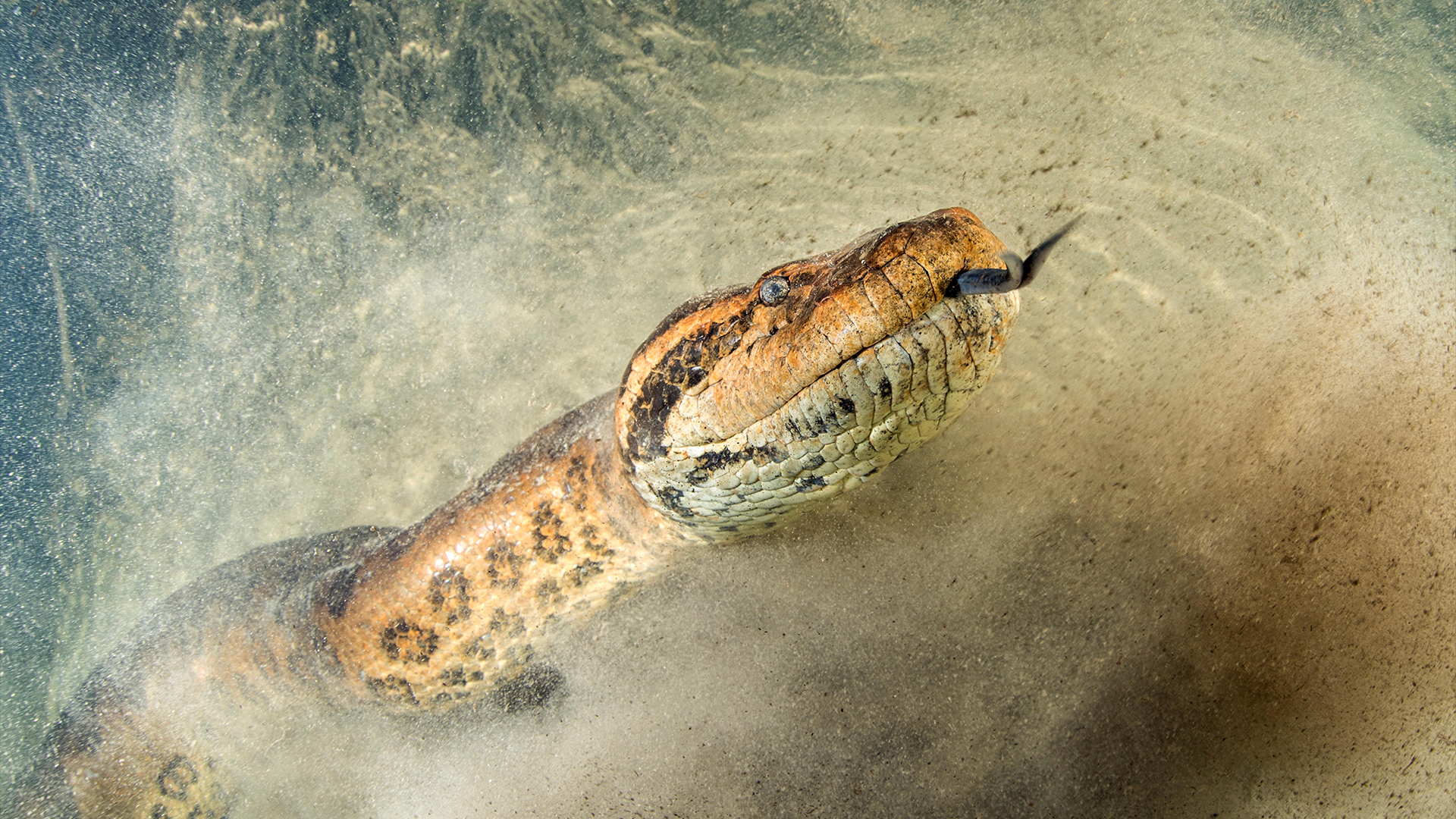 IIT Roorkee Ancient Snake
