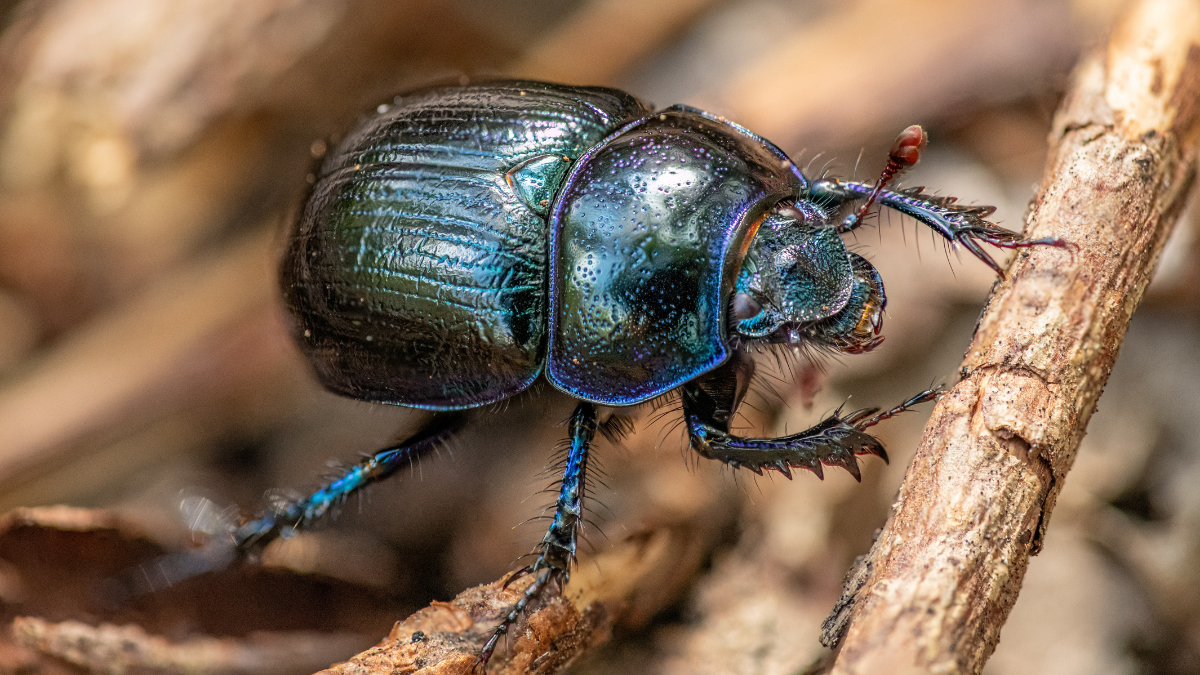 Bettle specie Moreshwar