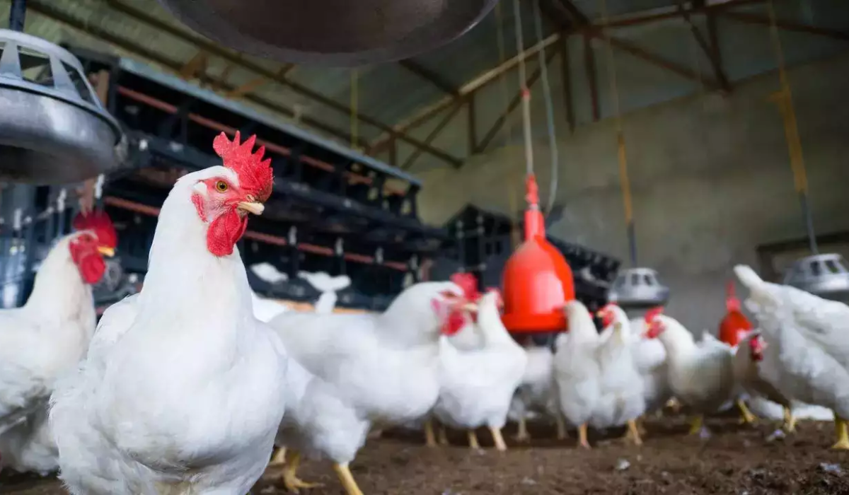H5N2 variant bird flu
