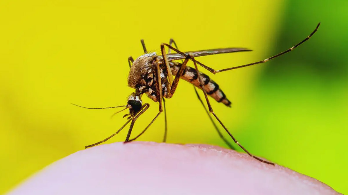 Zika Virus