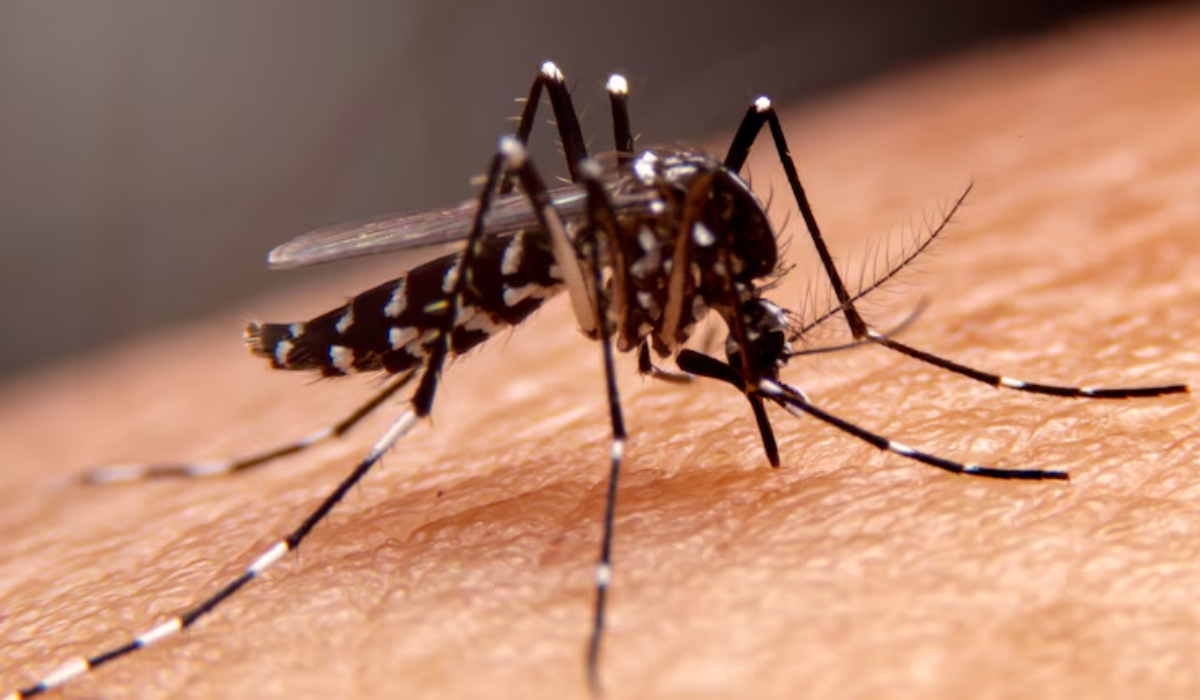 Zika Virus
