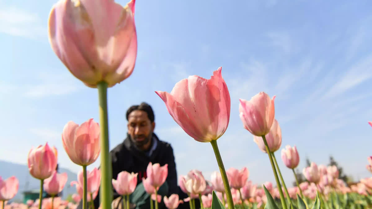 Tulips Flower