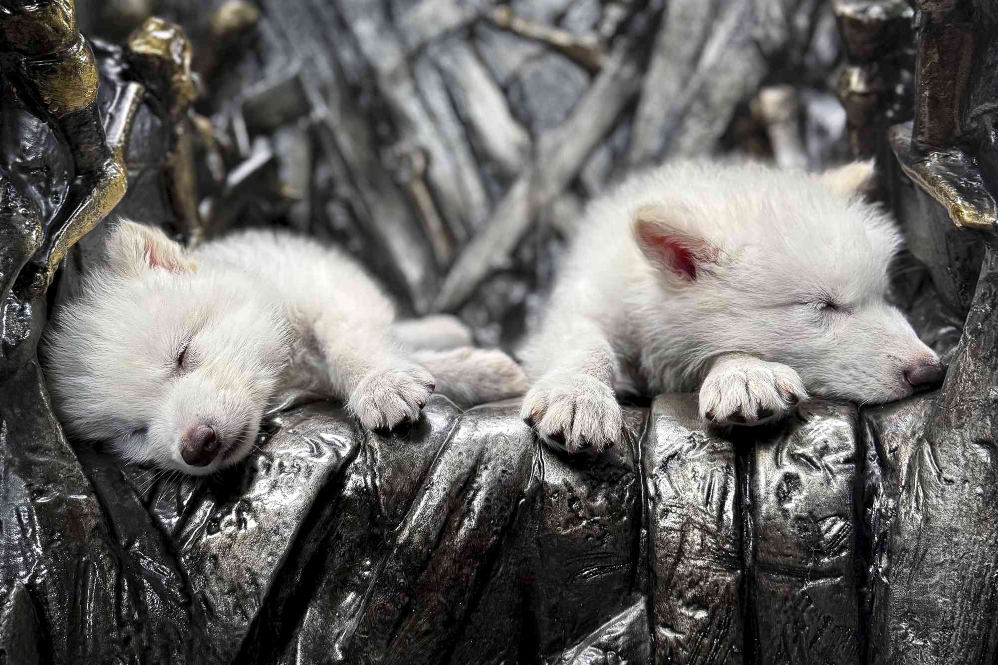 Dire Wolves