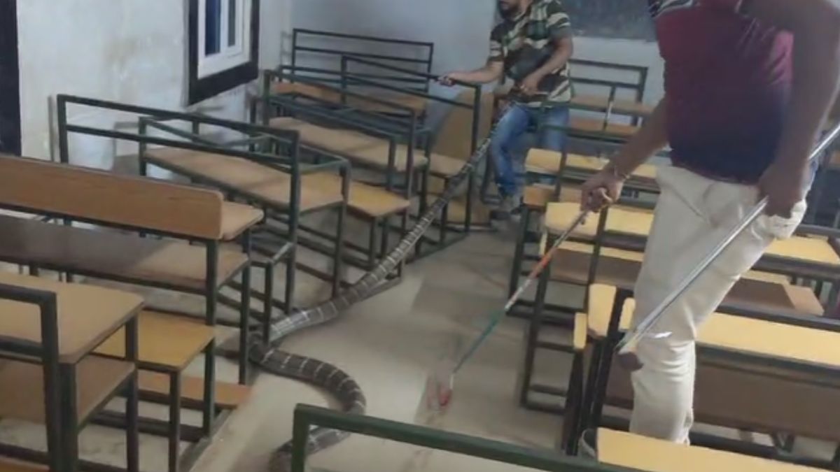 क्लासरूम में घुसा लंबा सांप