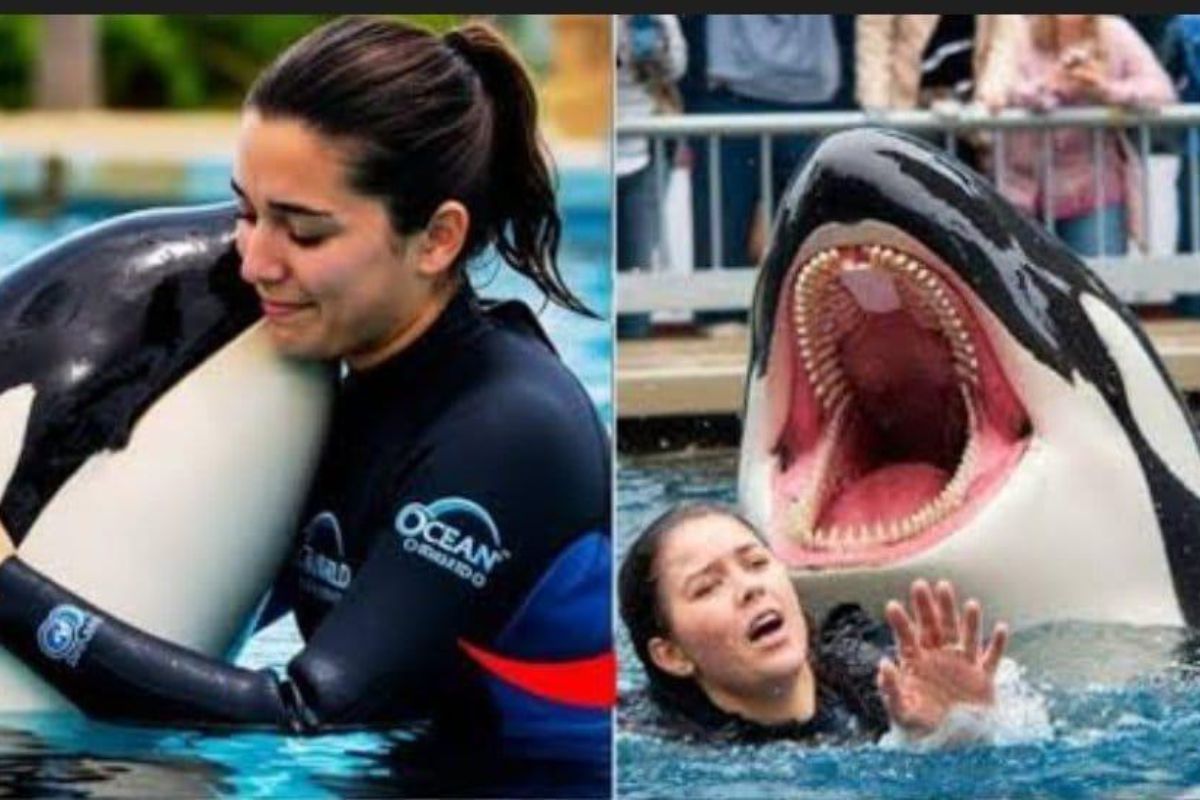 वीडियो वायरल