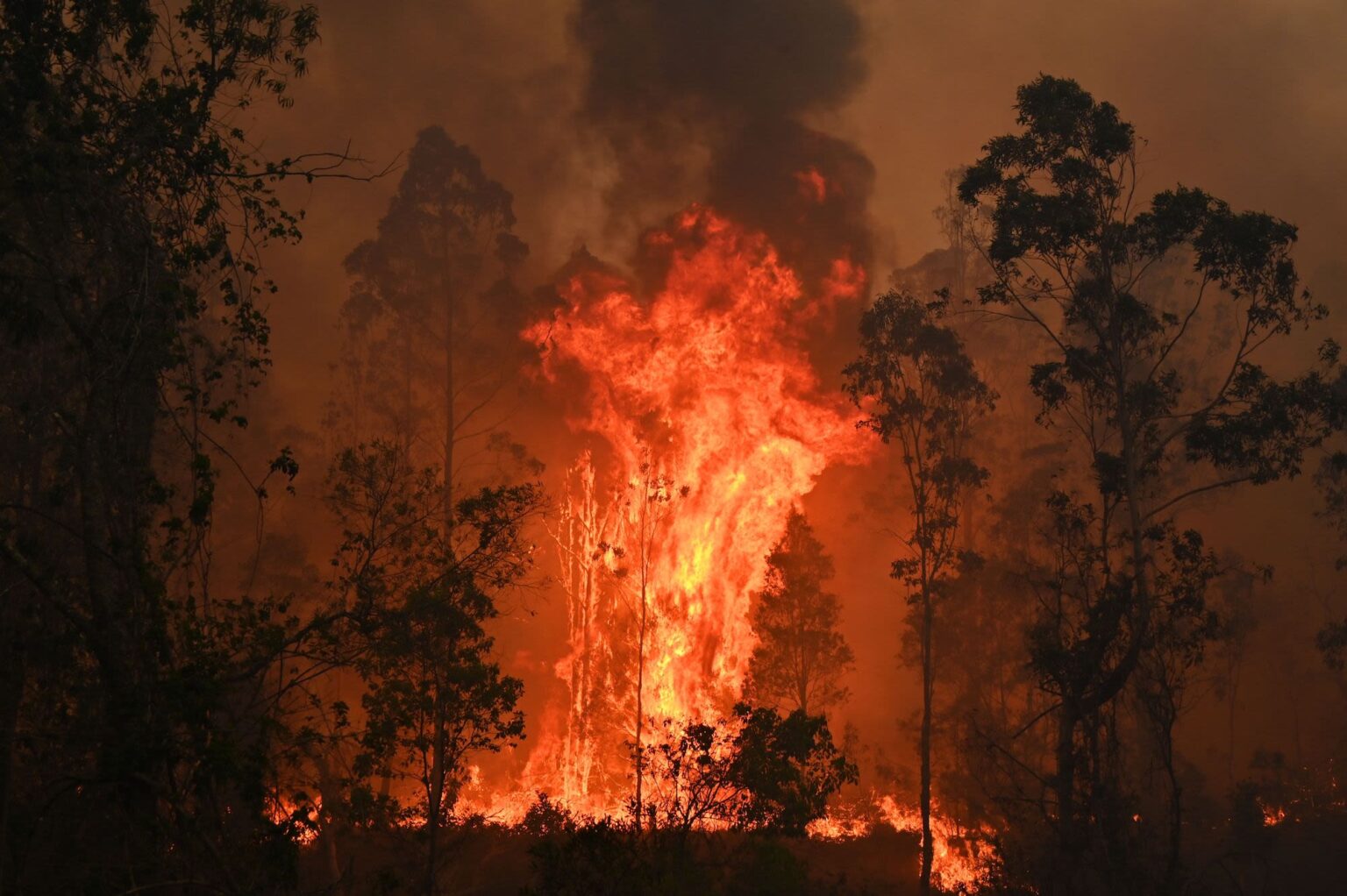Australia on High Alert as Heatwave Fuels Severe Fire Risk - Order Of India