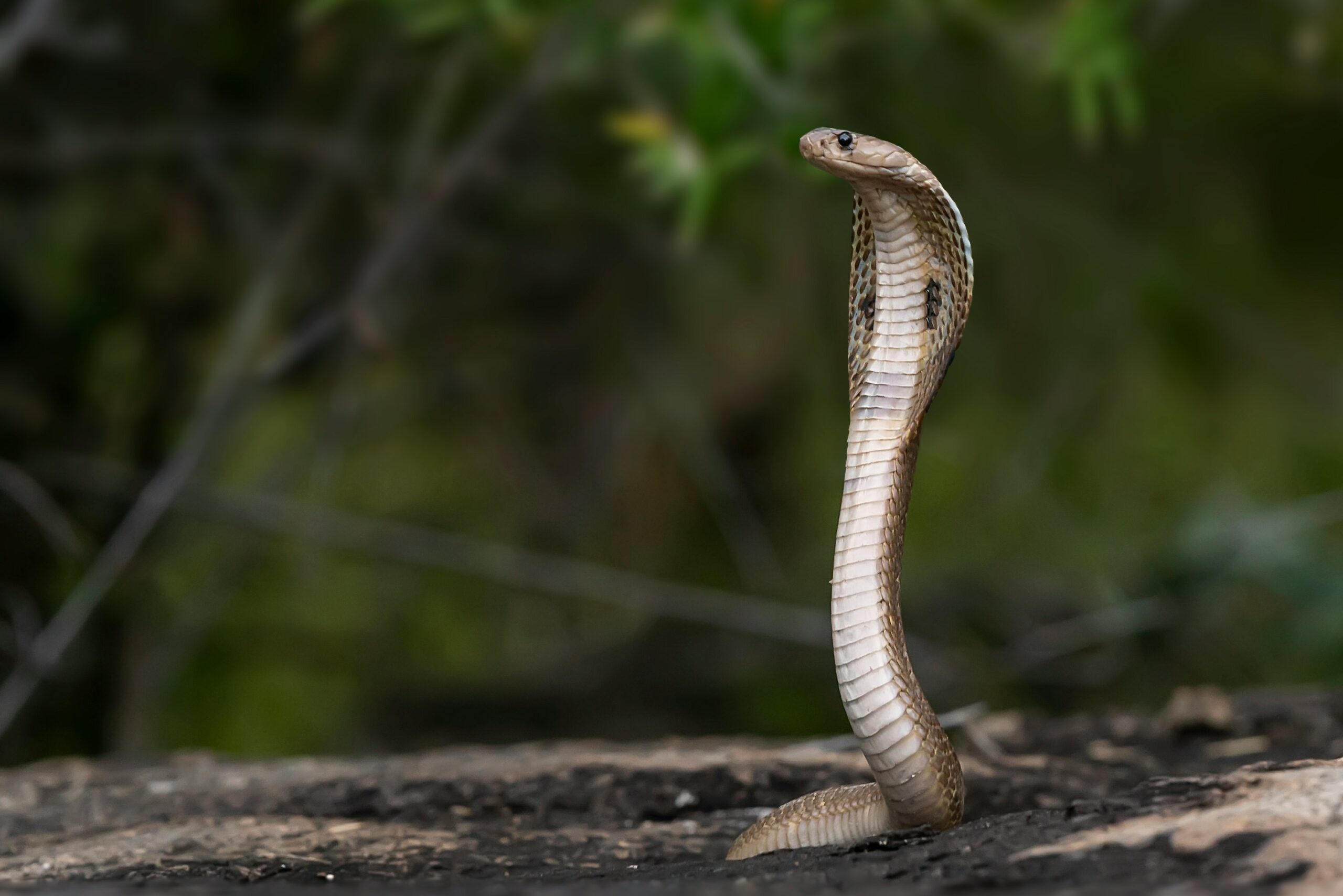 महाराष्ट्र